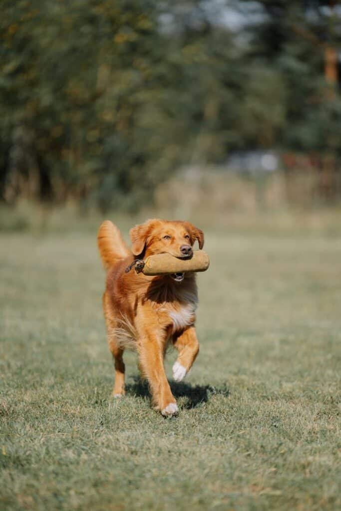 Golden retriever mit Spielzeug