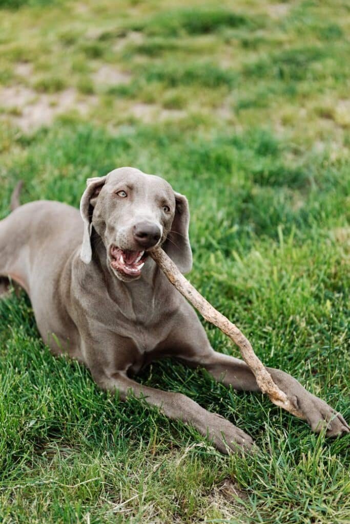 Hund kaut auf einem Ast